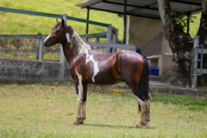 SL_HBM-2023_FOTO-LOTE-0013 - FAVORITO BELO MONTE 01.jpg  